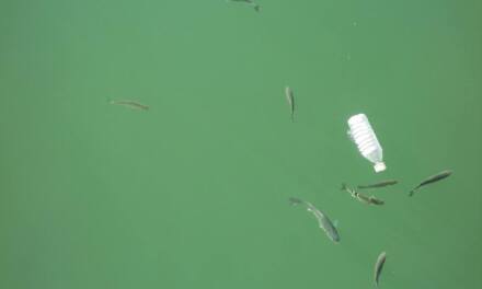 Sedam od deset riba u Jadranu u sebi ima plastiku